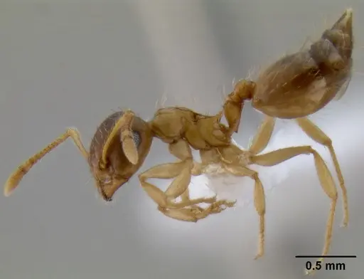 Crematogaster missouriensis - CASENT0193697