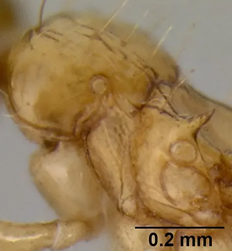 Crematogaster missouriensis - CASENT0193697