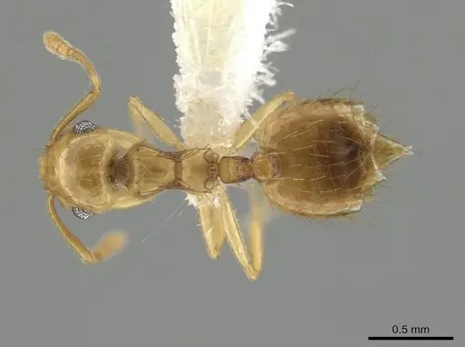 Crematogaster missouriensis - CASENT0648379