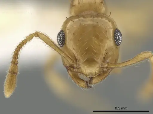 Crematogaster missouriensis - CASENT0648379