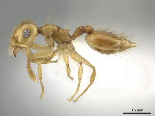 Crematogaster missouriensis - CASENT0648379