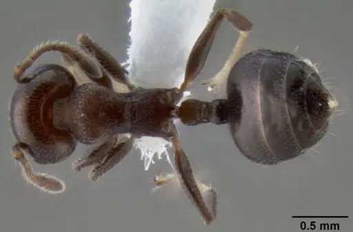 Crematogaster mjobergi specimen