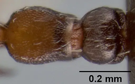 Crematogaster mjobergi specimen