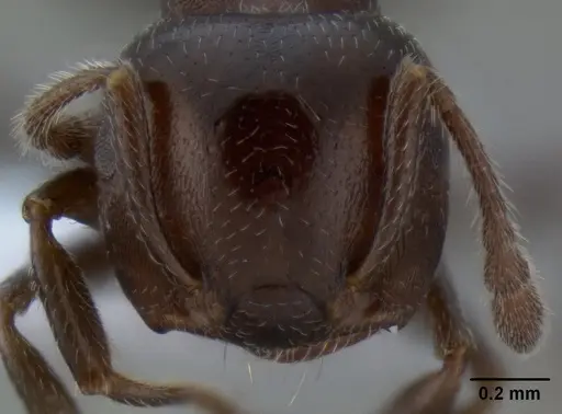 Crematogaster mjobergi specimen