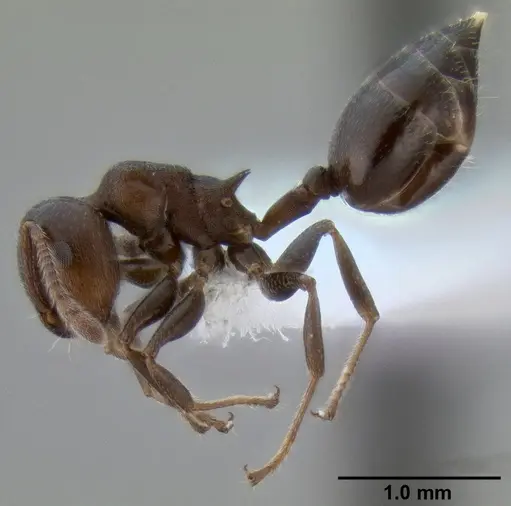 Crematogaster mjobergi - CASENT0193799