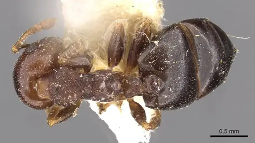 Crematogaster mjobergi - CASENT0908602