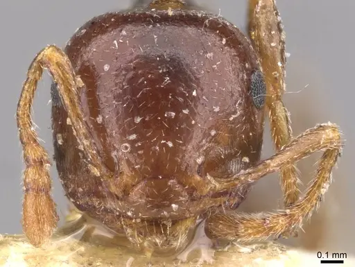 Crematogaster mjobergi - CASENT0908602