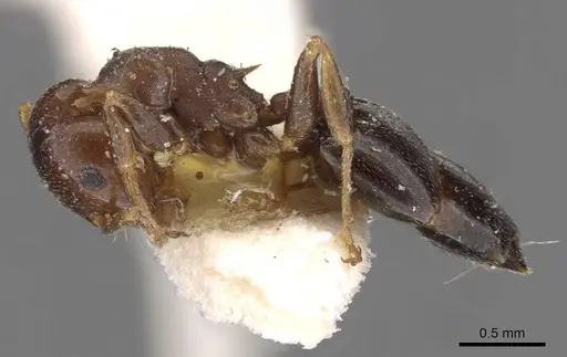 Crematogaster mjobergi - CASENT0908602