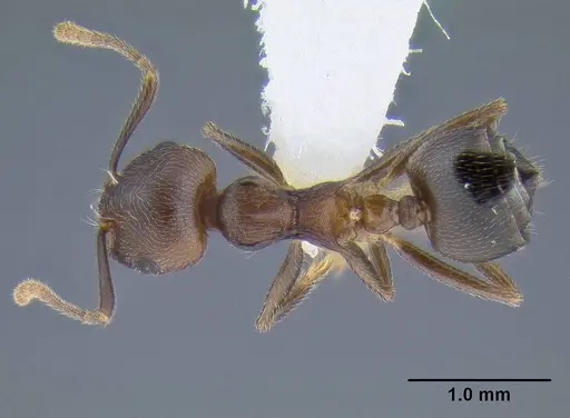 Crematogaster modiglianii specimen