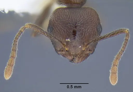 Crematogaster modiglianii specimen