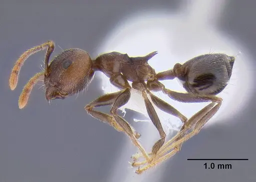 Crematogaster modiglianii specimen