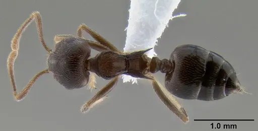 Crematogaster modiglianii - CASENT0193575