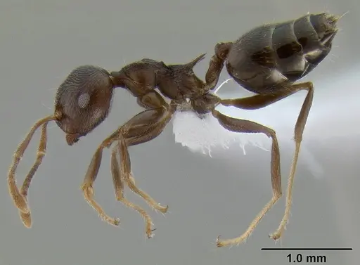 Crematogaster modiglianii - CASENT0193575