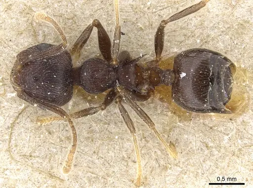 Crematogaster modiglianii - CASENT0904531