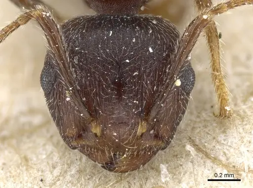 Crematogaster modiglianii - CASENT0904531