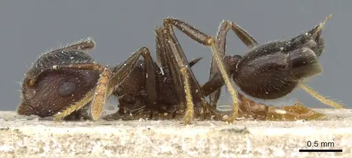 Crematogaster modiglianii - CASENT0904531