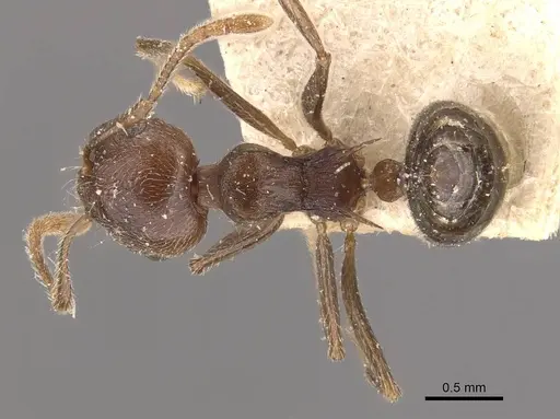 Crematogaster modiglianii - CASENT0908635