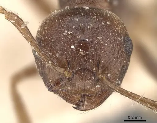 Crematogaster modiglianii - CASENT0908635