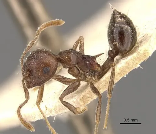 Crematogaster modiglianii - CASENT0908635