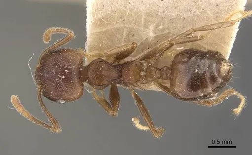 Crematogaster modiglianii - CASENT0908636