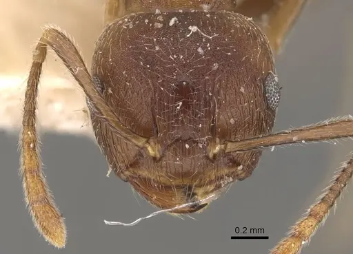 Crematogaster modiglianii - CASENT0908636