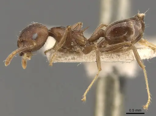 Crematogaster modiglianii - CASENT0908636