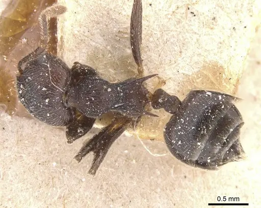 Crematogaster modiglianii - CASENT0912787