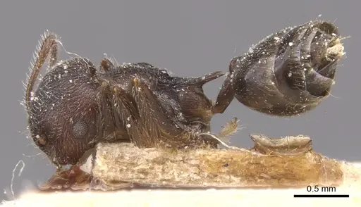 Crematogaster modiglianii - CASENT0912787