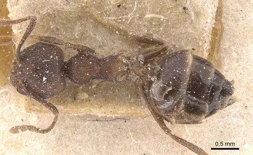 Crematogaster modiglianii - CASENT0912788