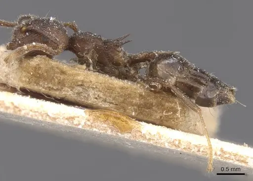 Crematogaster modiglianii - CASENT0912788
