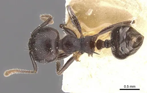 Crematogaster modiglianii - CASENT0912789