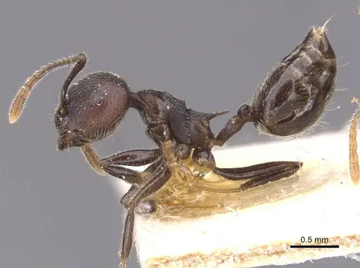 Crematogaster modiglianii - CASENT0912789