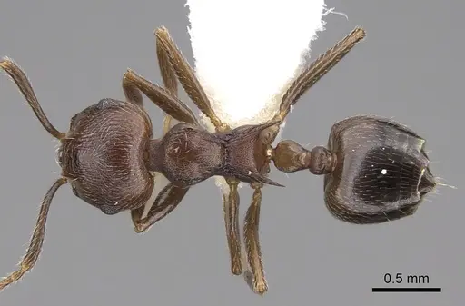 Crematogaster modiglianii - CASENT0922671