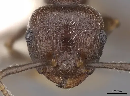 Crematogaster modiglianii - CASENT0922671