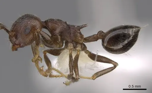 Crematogaster modiglianii - CASENT0922671