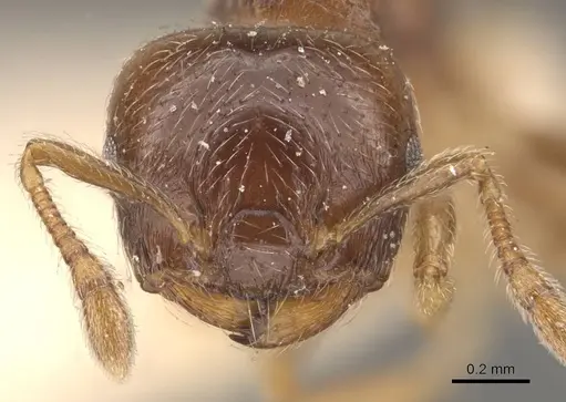 Crematogaster moelleri specimen