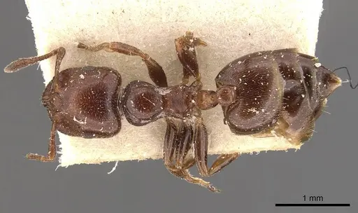 Crematogaster moelleri - CASENT0908400