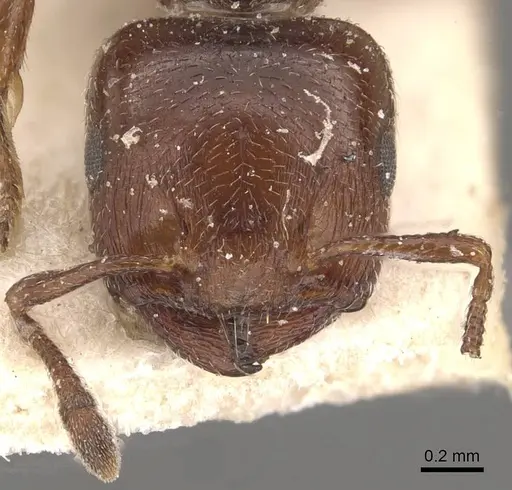 Crematogaster moelleri - CASENT0908400