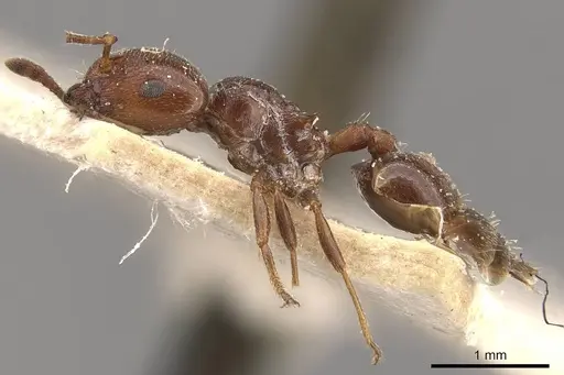 Crematogaster moelleri - CASENT0908400