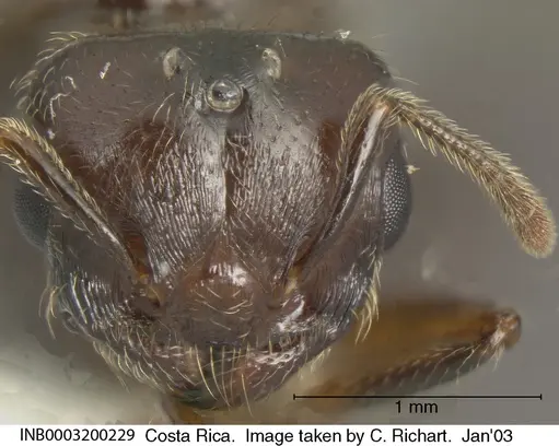 Crematogaster moelleri - INB0003200229