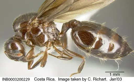 Crematogaster moelleri - INB0003200229