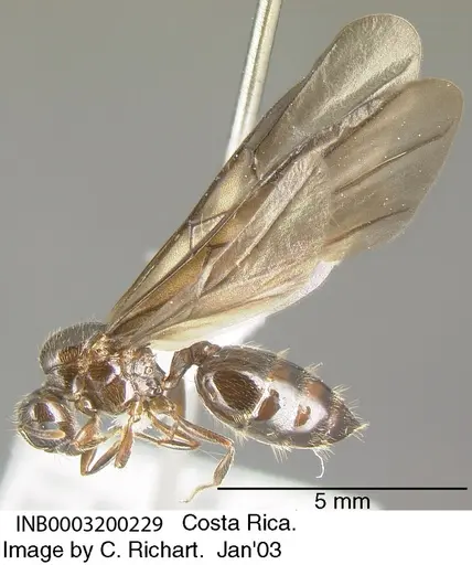 Crematogaster moelleri - INB0003200229