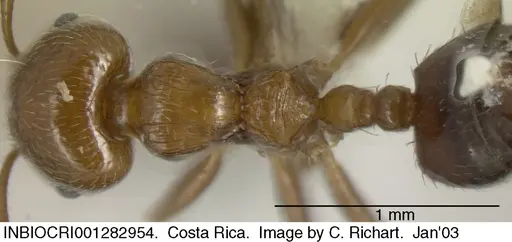 Crematogaster moelleri - INBIOCRI001282954