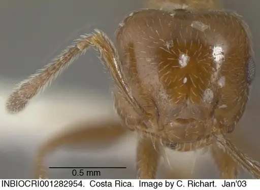 Crematogaster moelleri - INBIOCRI001282954