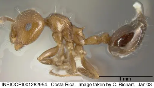 Crematogaster moelleri - INBIOCRI001282954