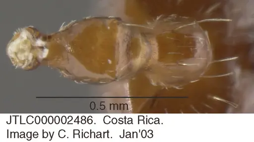 Crematogaster moelleri - JTLC000002486