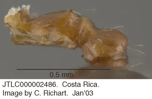 Crematogaster moelleri - JTLC000002486