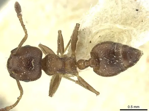 Crematogaster montana specimen