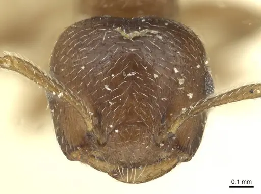 Crematogaster montana specimen