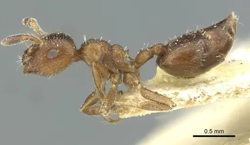 Crematogaster montana specimen